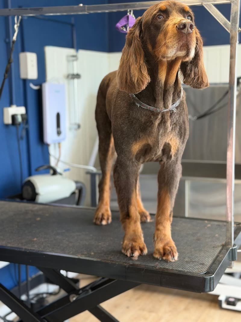 A brown cocker spaniel with a purple bow standing on the grooming table in the salon, bath and dryer behind