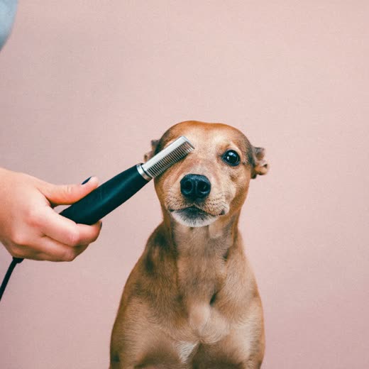 A terrier being clipped, close on the coat
